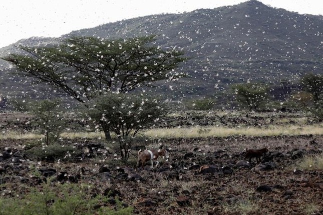 Kinh hoang dai dich chau chau tan pha vung que o Kenya-Hinh-14