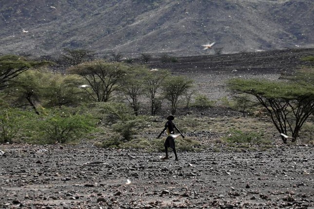 Kinh hoang dai dich chau chau tan pha vung que o Kenya-Hinh-8