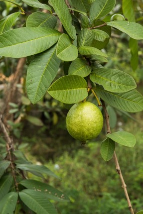 La oi co tac dung cuc tot cho suc khoe it nguoi biet-Hinh-3