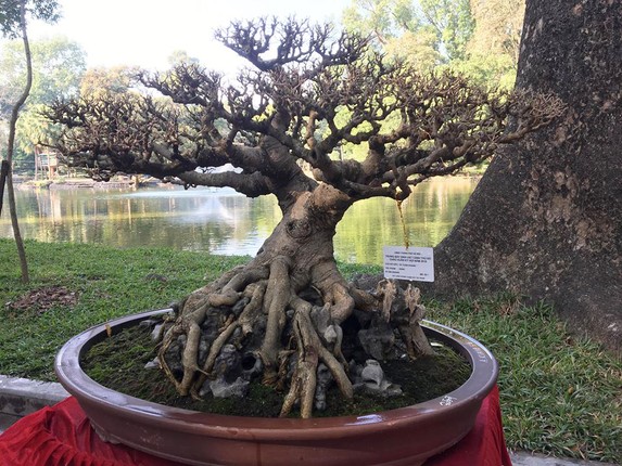 Bonsai sanh co: Nhin nhu cui dun van khien dan tinh 