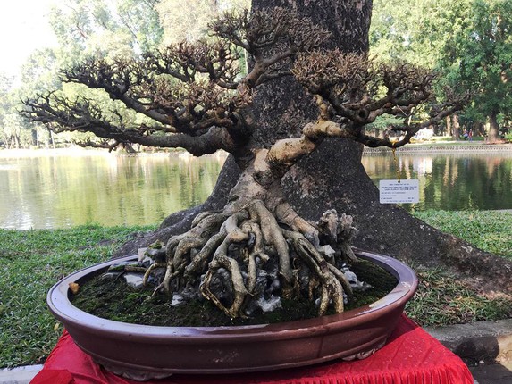 Bonsai sanh co: Nhin nhu cui dun van khien dan tinh 