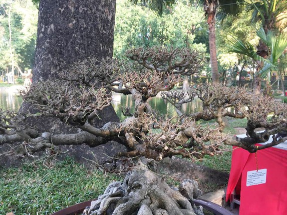 Bonsai sanh co: Nhin nhu cui dun van khien dan tinh 