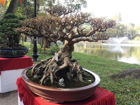 Bonsai sanh co: Nhin nhu cui dun van khien dan tinh 