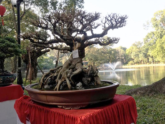 Bonsai sanh co: Nhin nhu cui dun van khien dan tinh 