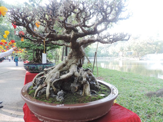 Bonsai sanh co: Nhin nhu cui dun van khien dan tinh 