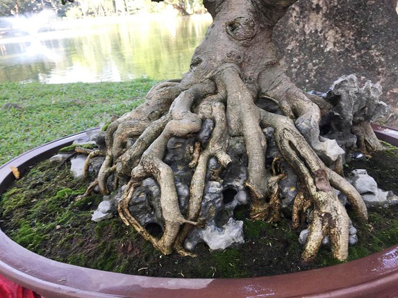 Bonsai sanh co: Nhin nhu cui dun van khien dan tinh 