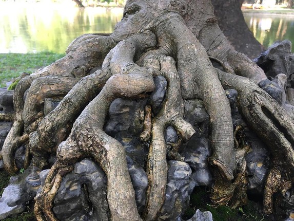 Bonsai sanh co: Nhin nhu cui dun van khien dan tinh 