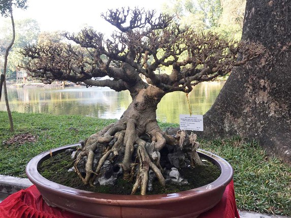 Bonsai sanh co: Nhin nhu cui dun van khien dan tinh 