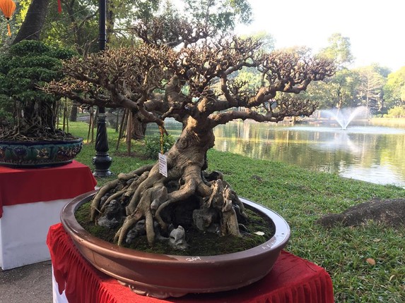 Bonsai sanh co: Nhin nhu cui dun van khien dan tinh 