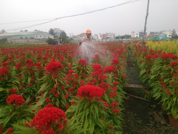 Lang hoa Sai Gon tat bat hon bao gio het nhung ngay cuoi nam-Hinh-3