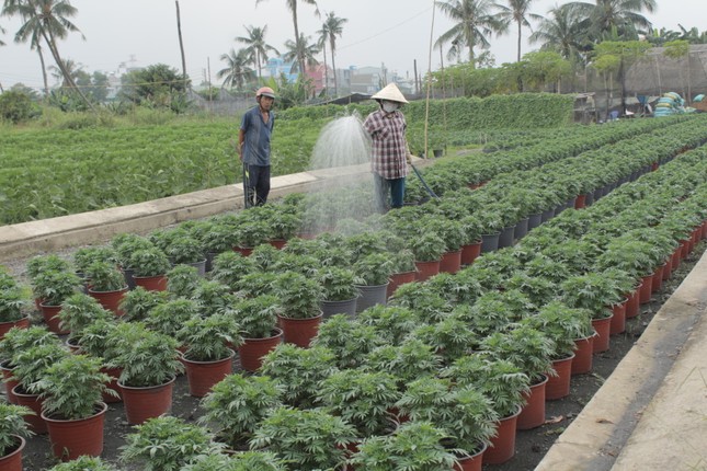 Lang hoa Sai Gon tat bat hon bao gio het nhung ngay cuoi nam-Hinh-4