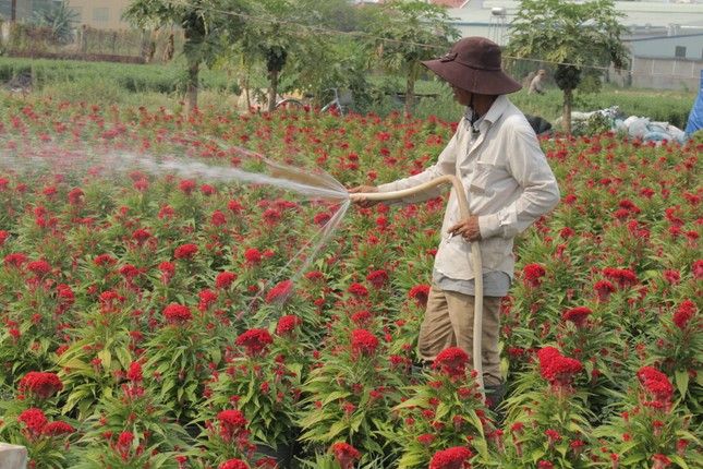 Lang hoa Sai Gon tat bat hon bao gio het nhung ngay cuoi nam-Hinh-7