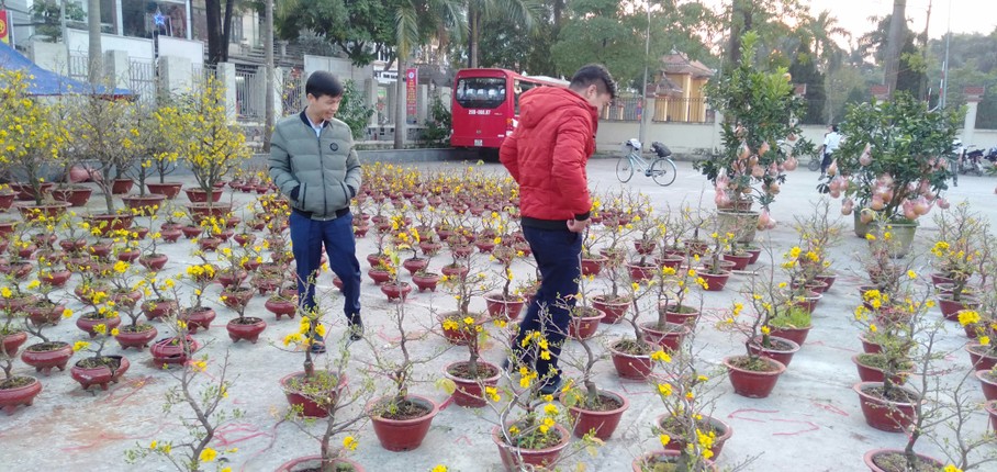 Anh: Nguoi dan Thu do thich thu ngam mai vang khoe sac tren pho-Hinh-14