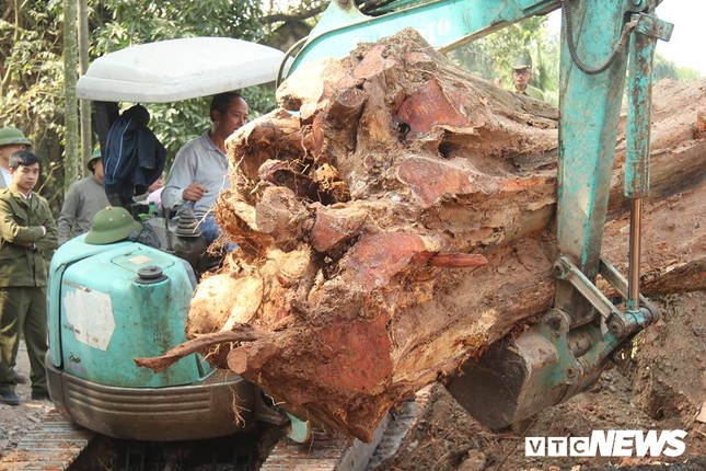 Dan lang mua thung container, ngay dem bao ve go cay sua tram ty-Hinh-4