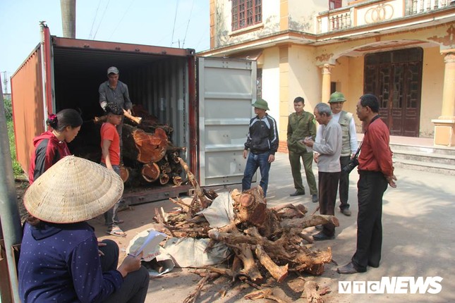 Dan lang mua thung container, ngay dem bao ve go cay sua tram ty-Hinh-6