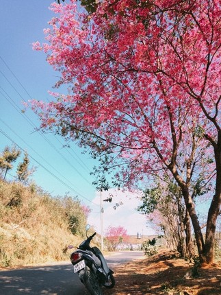 Canh dep mong mo o Da Lat khien ban muon den ngay lap tuc-Hinh-10