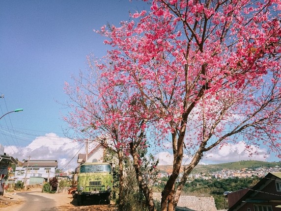 Canh dep mong mo o Da Lat khien ban muon den ngay lap tuc-Hinh-9