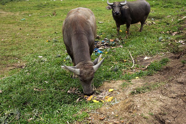 Xot xa canh nong dan bo ca xe tai dua vi Trung Quoc ngung thu mua-Hinh-7