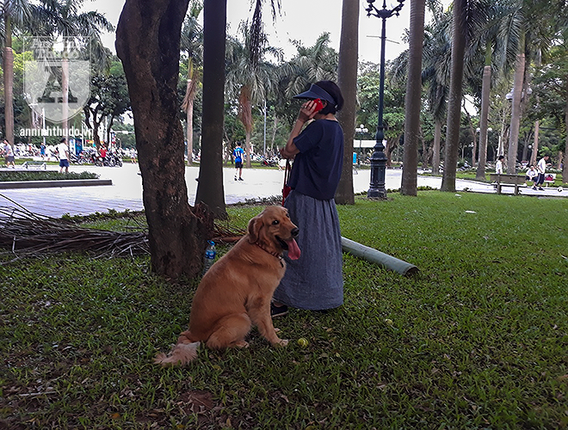 Cho tha rong khong deo ro mom chay day duong Ha Noi-Hinh-10