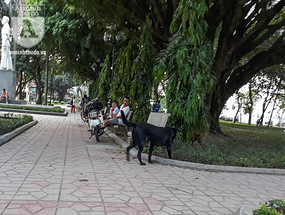 Cho tha rong khong deo ro mom chay day duong Ha Noi-Hinh-11