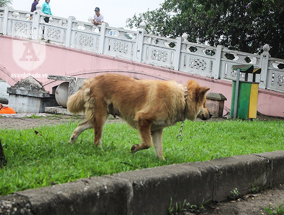 Cho tha rong khong deo ro mom chay day duong Ha Noi-Hinh-2