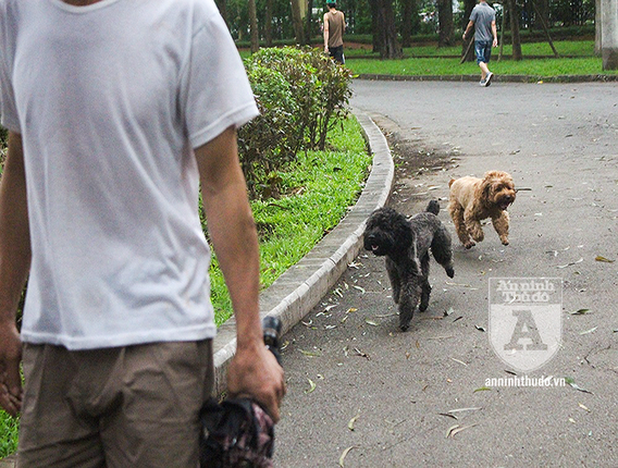 Cho tha rong khong deo ro mom chay day duong Ha Noi-Hinh-4