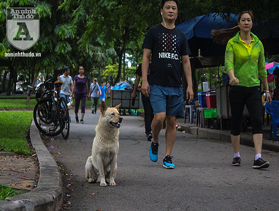 Cho tha rong khong deo ro mom chay day duong Ha Noi-Hinh-5