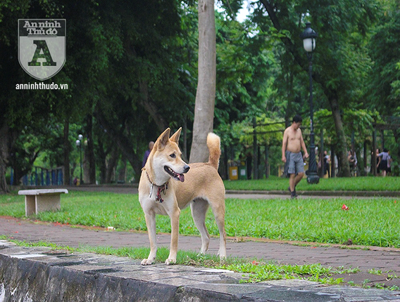 Cho tha rong khong deo ro mom chay day duong Ha Noi-Hinh-7