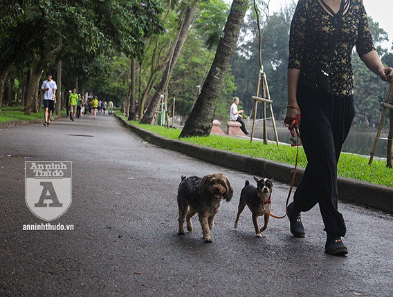 Cho tha rong khong deo ro mom chay day duong Ha Noi-Hinh-8