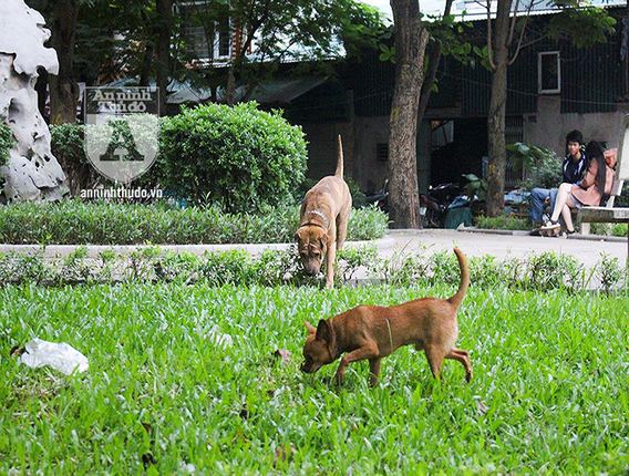 Cho tha rong khong deo ro mom chay day duong Ha Noi