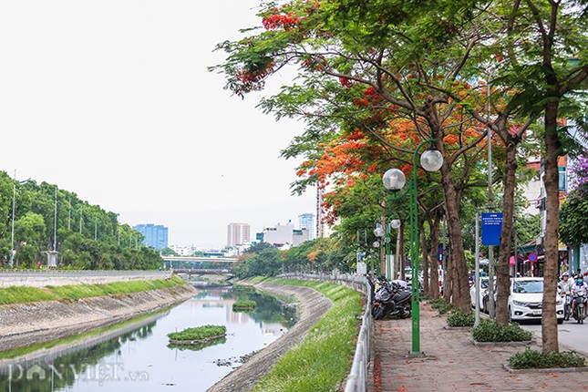 Than tho voi hang phuong ruc do o Ha Noi bao hieu he ve-Hinh-7