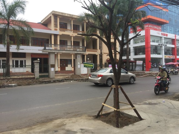 Ky la hang cay xanh trong “duoi long duong” o Uong Bi-Hinh-21