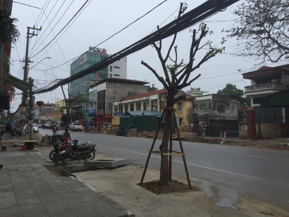 Ky la hang cay xanh trong “duoi long duong” o Uong Bi-Hinh-12