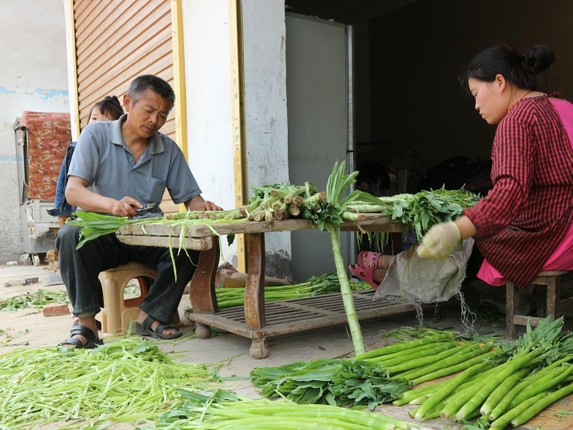 Quy trinh so che loai rau gia dat nhu tom hum o Viet Nam-Hinh-3