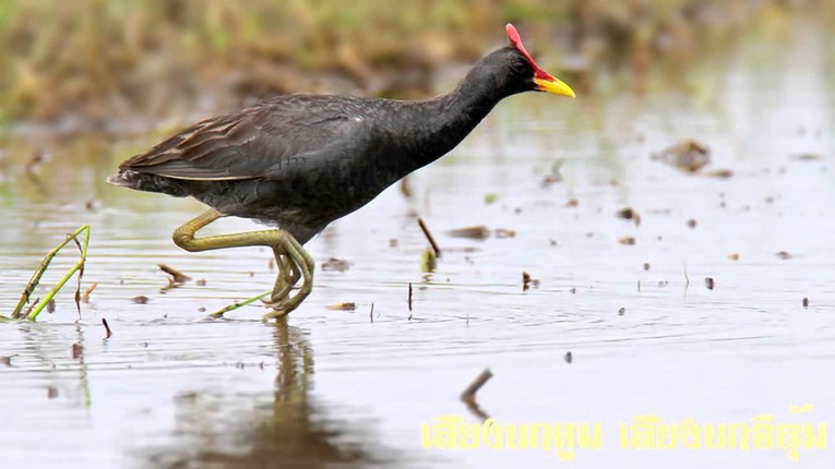 Cac mon ngon tu cum num mien Tay ngon nuc tieng-Hinh-2