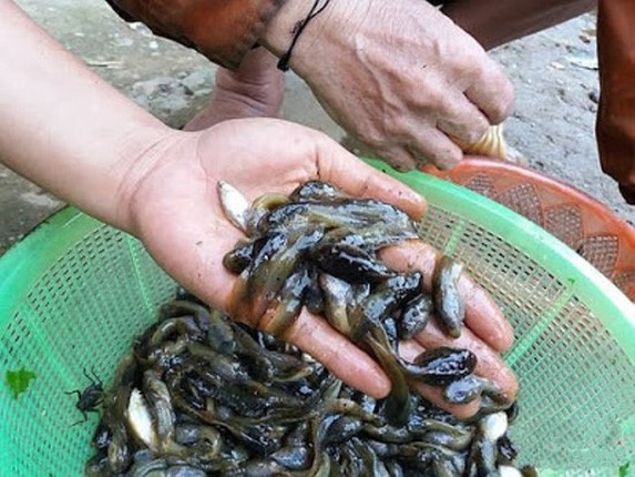 Nhung mon an cua Muong La nghe ten thay ghe nhung an la nghien-Hinh-3