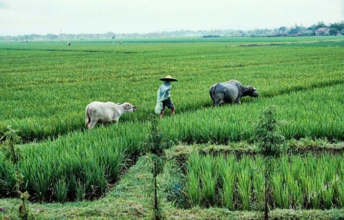 Cuoc song gian di o Trung Quoc nhung nam 1970-Hinh-9