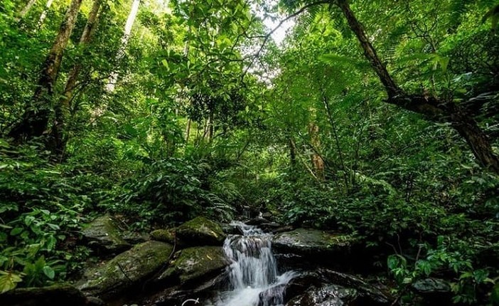 Kham pha 'kho vang xanh' vo gia o Vuon Quoc gia Pu Mat-Hinh-2