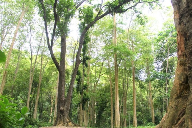 Kham pha 'kho vang xanh' vo gia o Vuon Quoc gia Pu Mat-Hinh-3