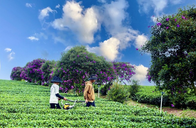 Lam Dong: Nong truong tra Olong, nhuom tim sac hoa mua-Hinh-4