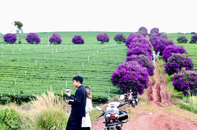 Lam Dong: Nong truong tra Olong, nhuom tim sac hoa mua-Hinh-6