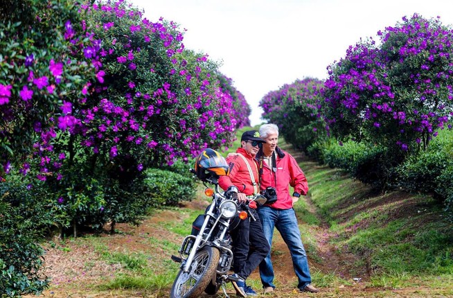 Lam Dong: Nong truong tra Olong, nhuom tim sac hoa mua-Hinh-7