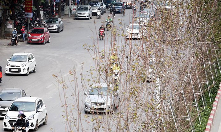 Ha Noi: Xot xa hang cay phong chua kip chuyen mau do da heo ua-Hinh-2