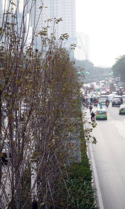 Ha Noi: Xot xa hang cay phong chua kip chuyen mau do da heo ua