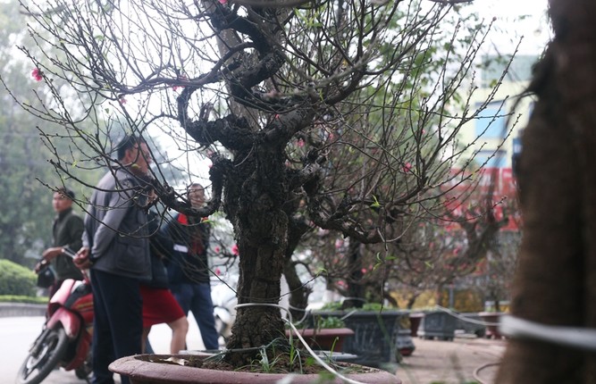 Dao co sieu to gia hang tram trieu hut dai gia dip Tet