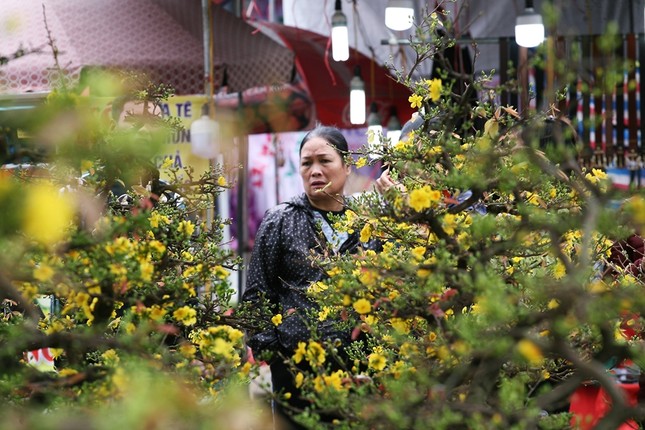 Can canh mai vang Binh Dinh dep ngan ngo o cho Tet Ha Noi-Hinh-11