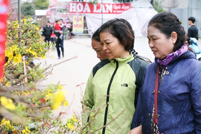 Can canh mai vang Binh Dinh dep ngan ngo o cho Tet Ha Noi-Hinh-12