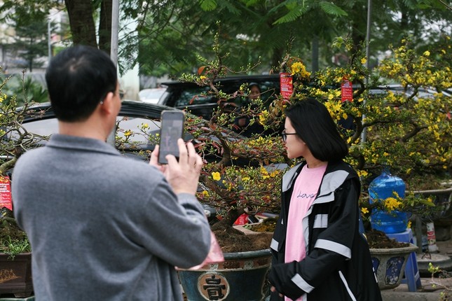 Can canh mai vang Binh Dinh dep ngan ngo o cho Tet Ha Noi-Hinh-15