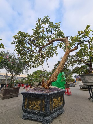 Sung khe co dang dep cho dai gia mua ve choi Tet-Hinh-11