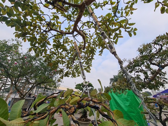 Sung khe co dang dep cho dai gia mua ve choi Tet-Hinh-15